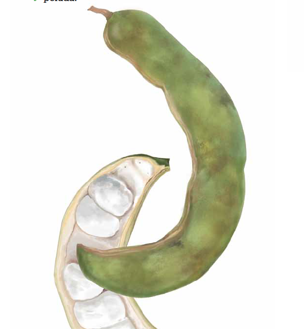 Guaba fruit