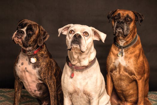 Great veterinarian services in Tamarindo area Image 1