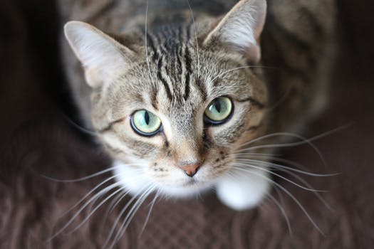 Great veterinarian services in Tamarindo area Image 2