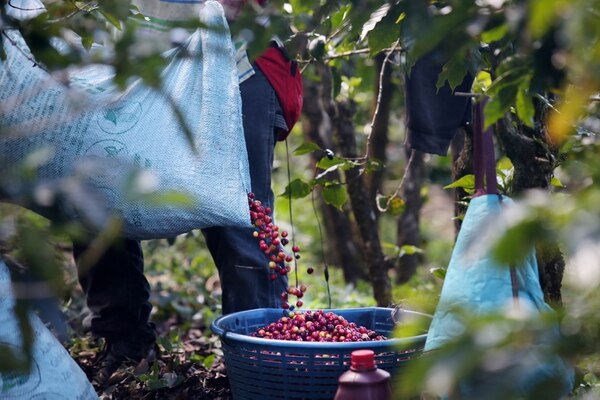 Coffee exportation placed Costa Rica on the map! Image 1