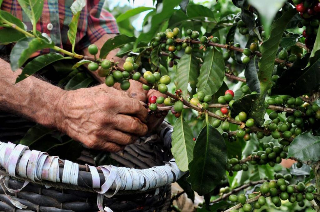 Coffee exportation placed Costa Rica on the map! Image 2
