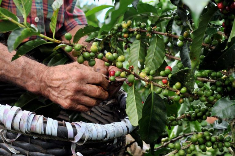 Coffee exportation placed Costa Rica on the map!