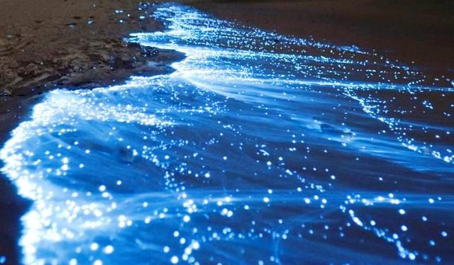 Bioluminescent Beaches in Costa Rica Image 1
