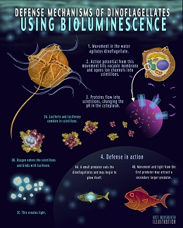 Bioluminescent Beaches in Costa Rica Image 2