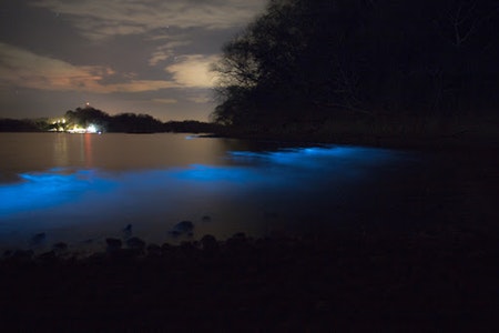 Bioluminescent Beaches in Costa Rica Image 3