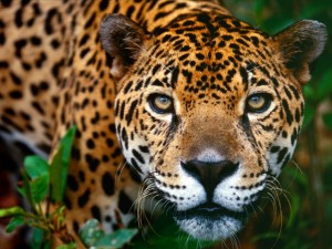 costa-rica-jaguar