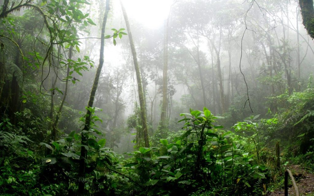 Variety of microclimates in Costa Rica Image 2