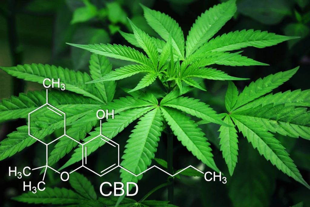 Is Marijuana Legal in Costa Rica? Image 1