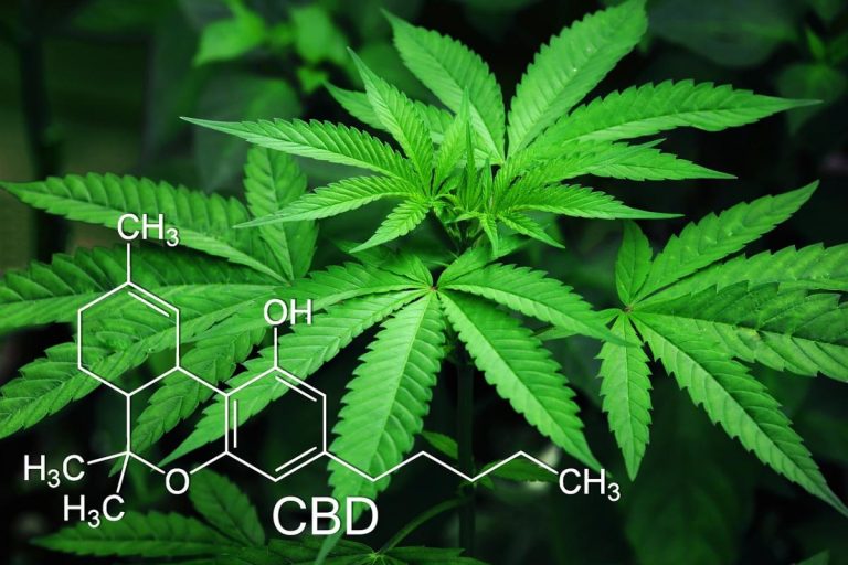 Is Marijuana Legal in Costa Rica?