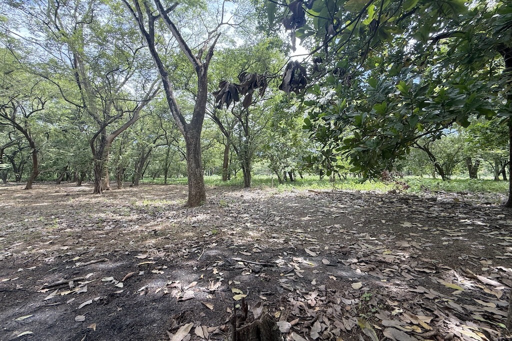 Only $30/m2 ~ Flat Riverfront Lot Near Playa Junquillal