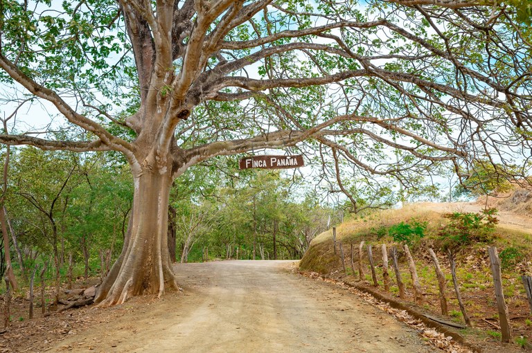 Finca Panama